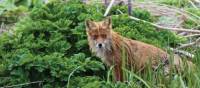 A Red Fox in Kamchatka | © JPitcher