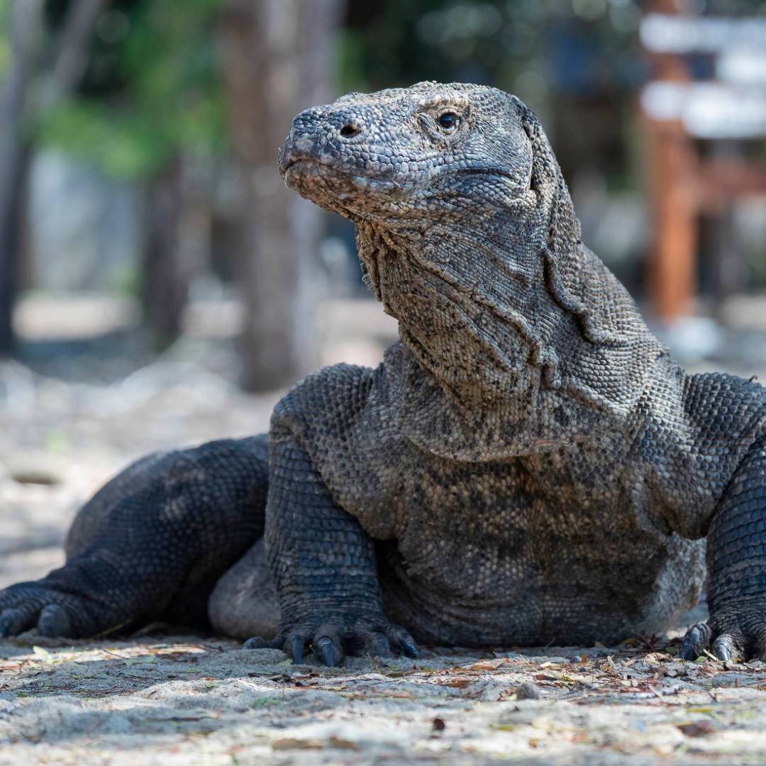 Cruising Indonesia | World Expeditions