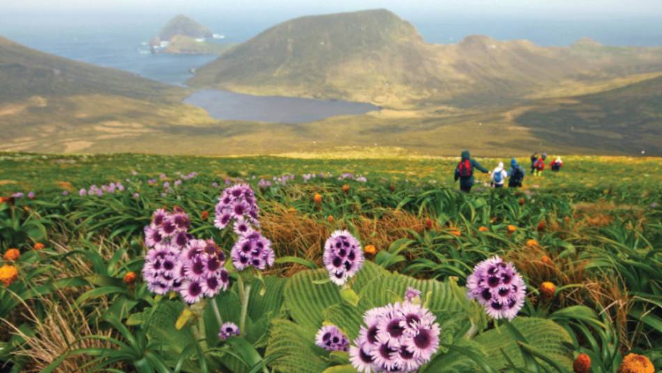 Megaherb field descending from Mount Honey, Campbell Island