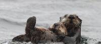 A pair of playful sea otters | ARiley