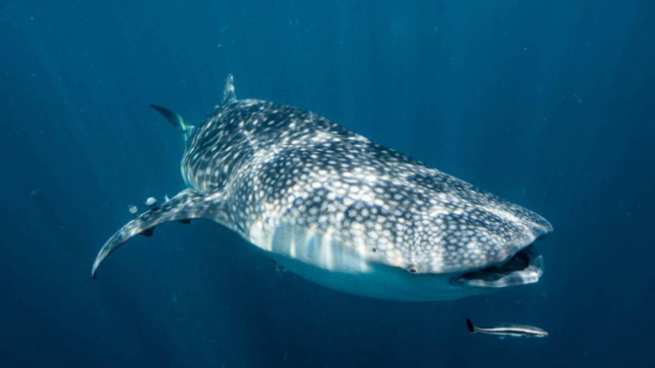 Snorkelling with Whale Sharks | Fiona Wardle