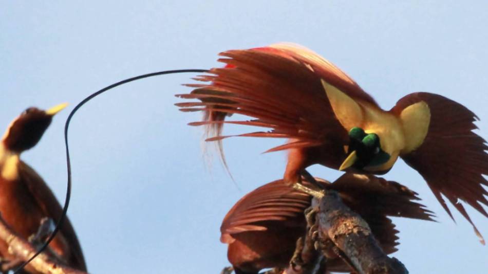Birds of Paradise, Raja Amput | D Brown