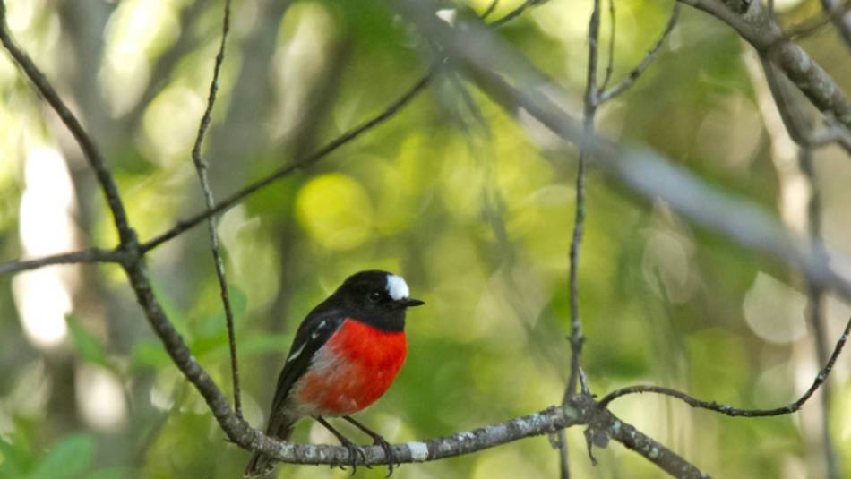 A Pacific Robin | Heritage Expeditions