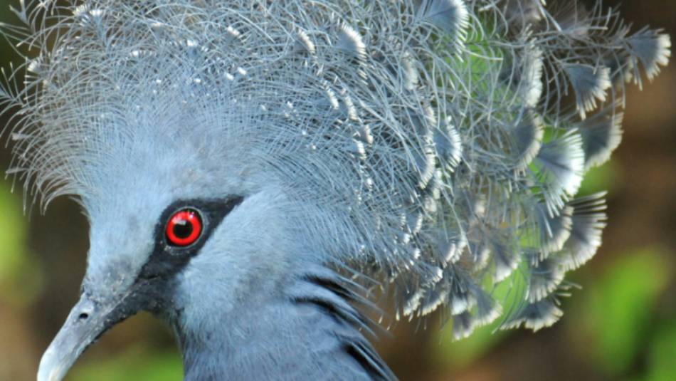 The Victoria Crowned pigeon is native to New Guinea | Aaron Russ