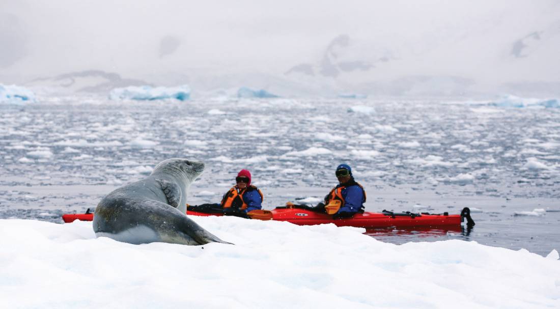 A leopard seal takes a break on the ice |  <i>John Bozinov</i>