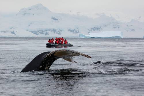 Antarctica: where to find the best wildlife encounters | World Ex