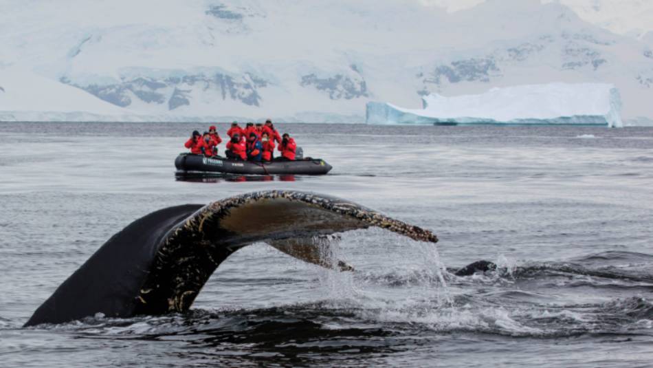 A humpback whale prepares to fluke in Antarctica | Holger Leue