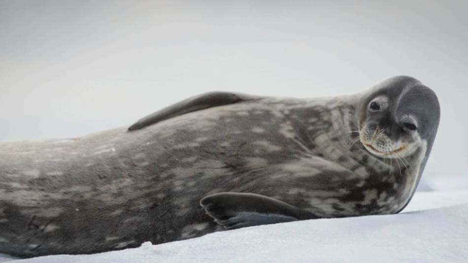 Weddell Seal relaxes in Antarctica | Tavish Campbell