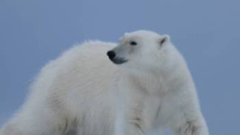 A Polar Bear prowls on Svalbard