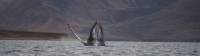 Breaching whale in the waters of Yttygran Island |  <i>Rachel Imber</i>