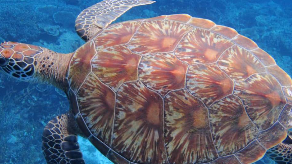 Hawksbill Sea Turtle, Raja Ampat