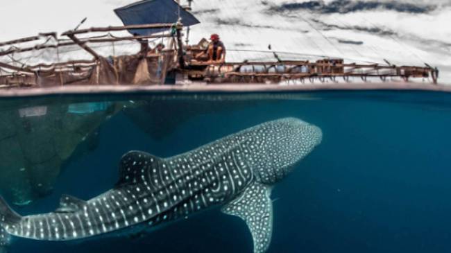 The majestically beautiful Whale Shark