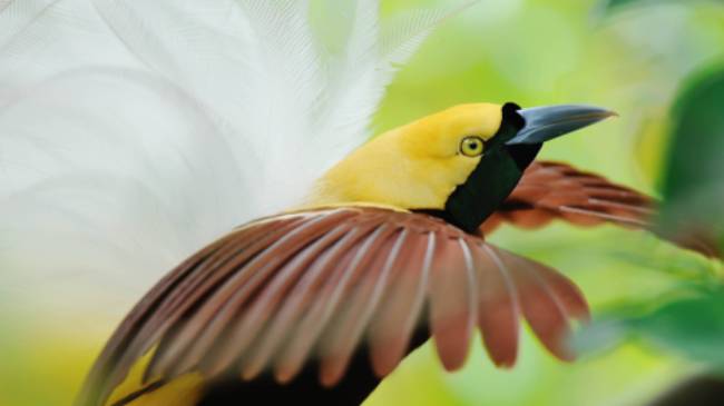 Lesser Bird of Paradise, Raja Ampat