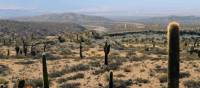 Cacti dot the landscape of Salta