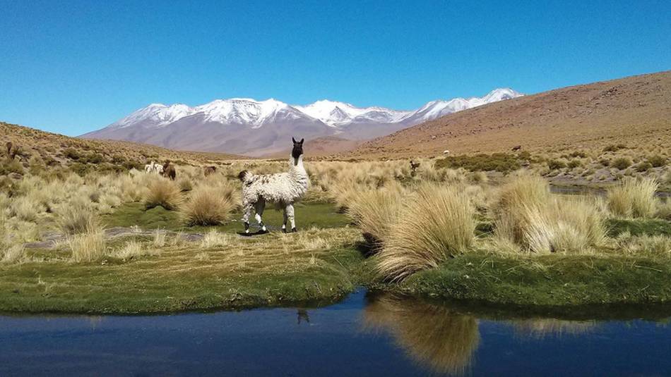 Alpaca in the Bolivian altiplano