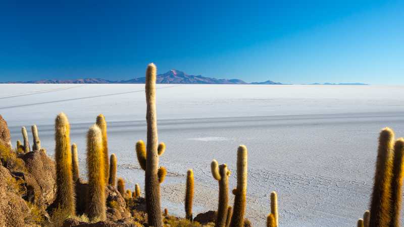Incahuasi Island: A unique habitat of volcanic rocks and cacti in the Uyuni Salt Flats.