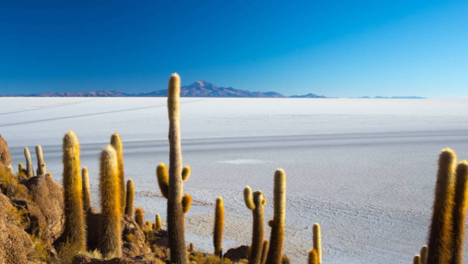 Incahuasi Island: A unique habitat of volcanic rocks and cacti in the Uyuni Salt Flats.