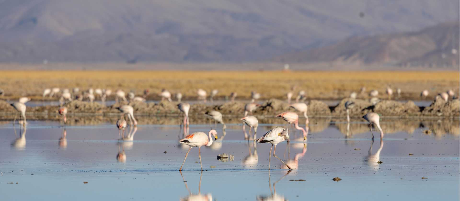 Restoration of Uru Uru Lake, Bolivia, affected by hazardous mining activities, plastic pollution, and climate change