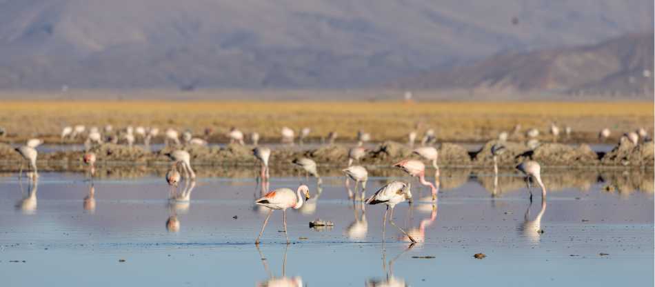 Restoration of Uru Uru Lake, Bolivia, affected by hazardous mining activities, plastic pollution, and climate change