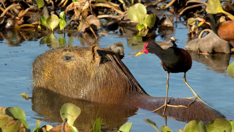 A capybara enjoys a quiet moment in the water - Pantanal with Michelle Valberg July 21-28, 2027, Brazil