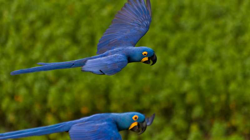 Flight of the Blue Macaws - Pantanal with Michelle Valberg July 21-28, 2027, Brazil