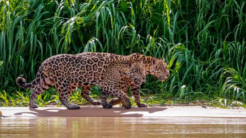 Step into the wild, where jaguars still roam free - Pantanal with Michelle Valberg July 21-28, 2027, Brazil