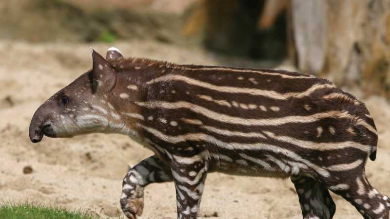 Tapirs can be observed in the Brazilian Pantanal - Pantanal with Michelle Valberg July 21-28, 2027, Brazil