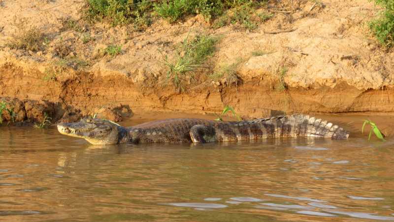 The yacare caiman (Caiman yacare) is the most abundant crocodilian in the Pantanal. - Pantanal with Michelle Valberg July 21-28, 2027, Brazil