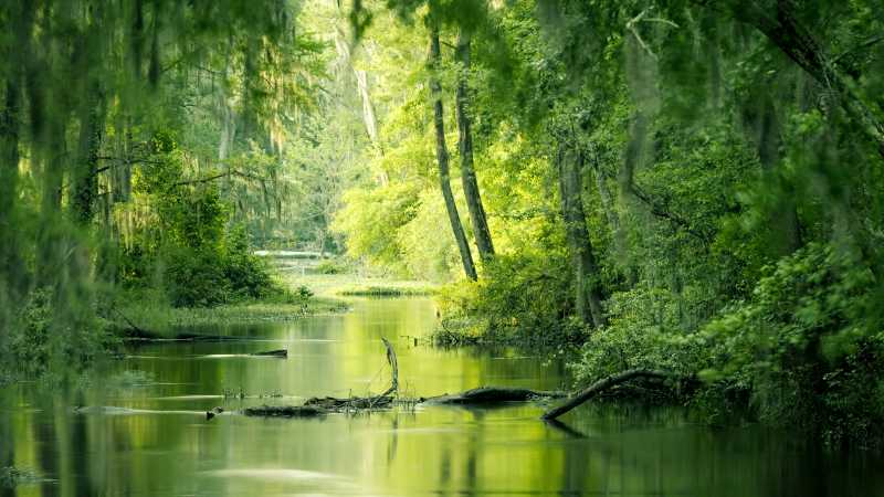 Tropical rainforest in mato grosso do sul - Pantanal with Michelle Valberg July 21-28, 2027, Brazil