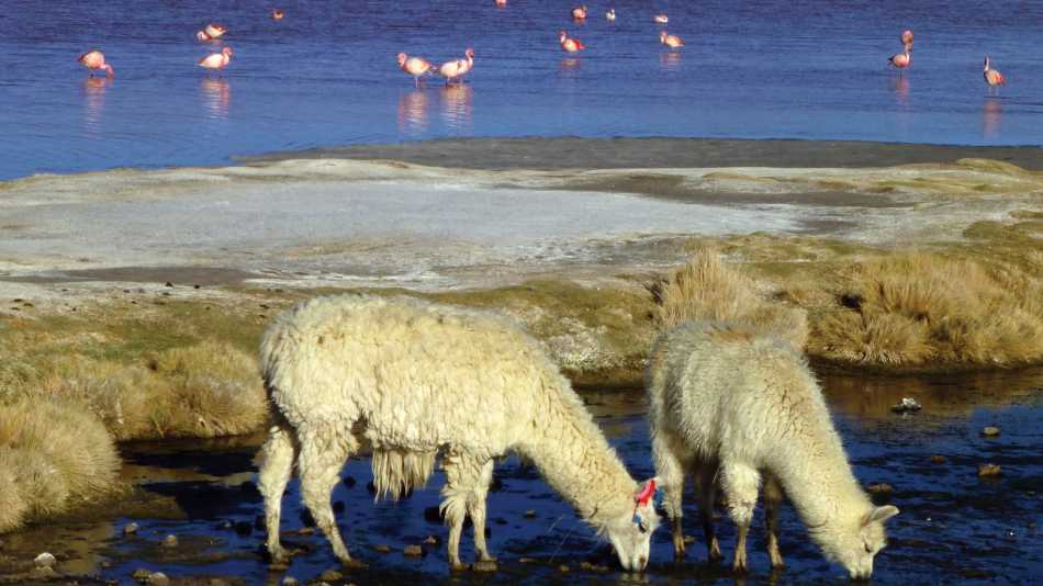 Llamas and Flamingos in the Atacama Desert | Caroline Mongrain