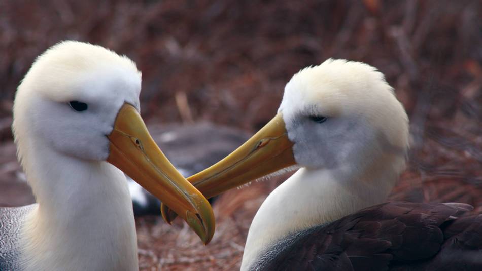 A pair of loving Albatross, Galapagos Islands | Nigel Leadbitter