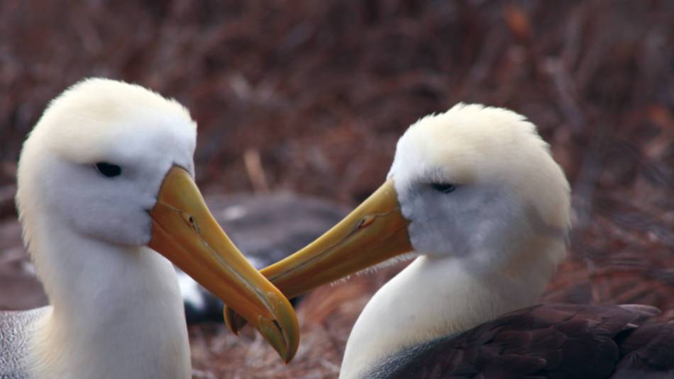 A pair of loving Albatross, Galapagos Islands | Nigel Leadbitter