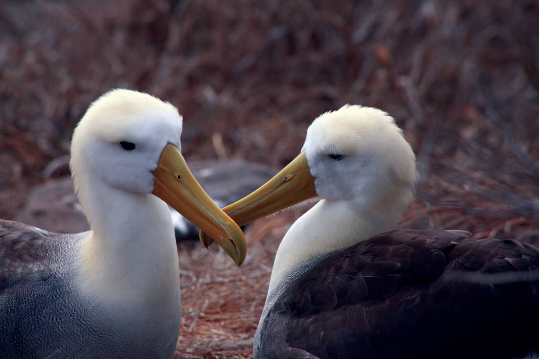 A pair of loving Albatross, Galapagos Islands |  <i>Nigel Leadbitter</i>