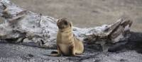 Baby sea lion on the sandy shores of Galapagos Islands | Ken Harris