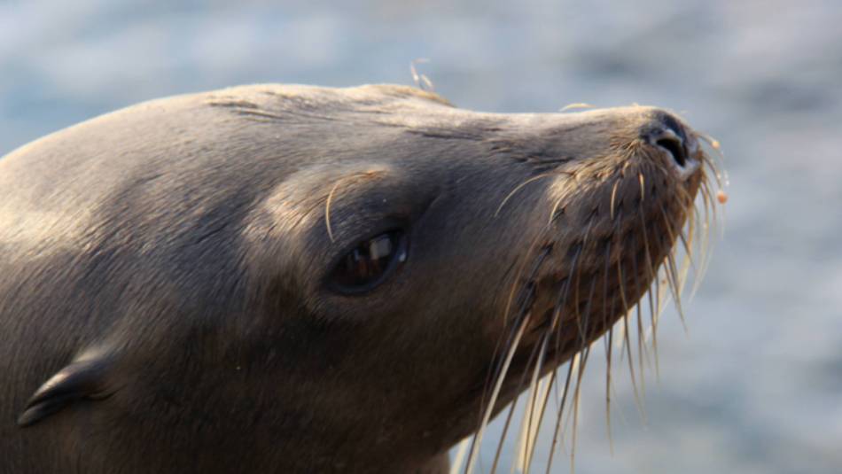 Beautiful fur seal, Galapagos islands | Ken Harris