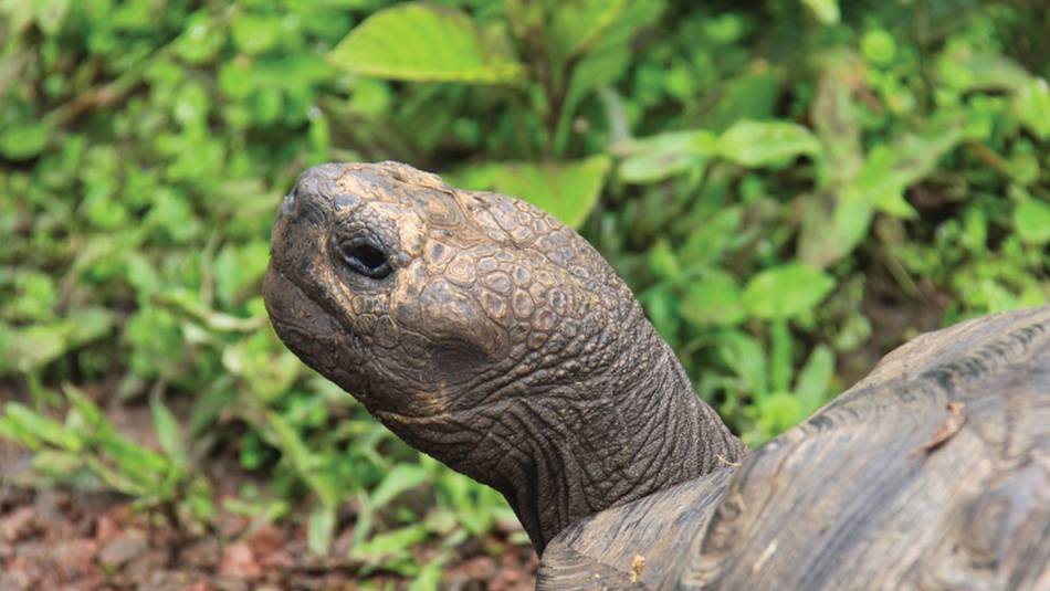 Native Giant Tortoise | Ken Harris
