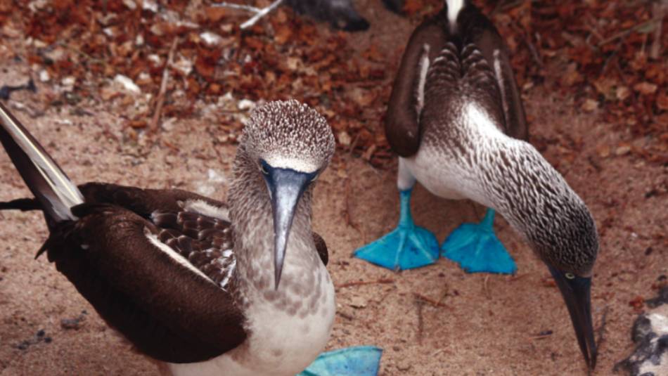 A pair of blue footed boobies looking to nest in the Galapagos Islands | Nigel Leadbitter