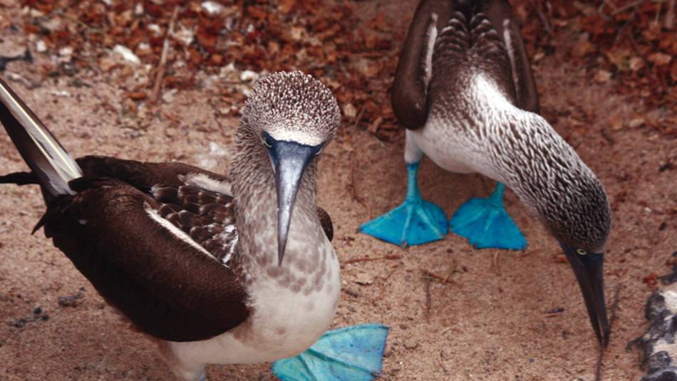 A pair of blue footed boobies looking to nest in the Galapagos Islands | Nigel Leadbitter