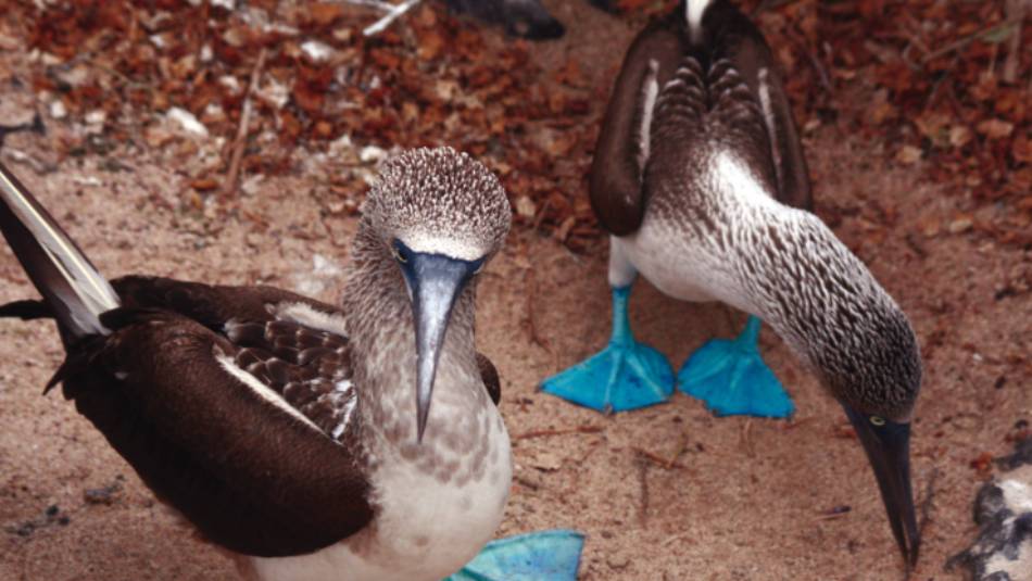 A pair of blue footed boobies looking to nest in the Galapagos Islands | Nigel Leadbitter