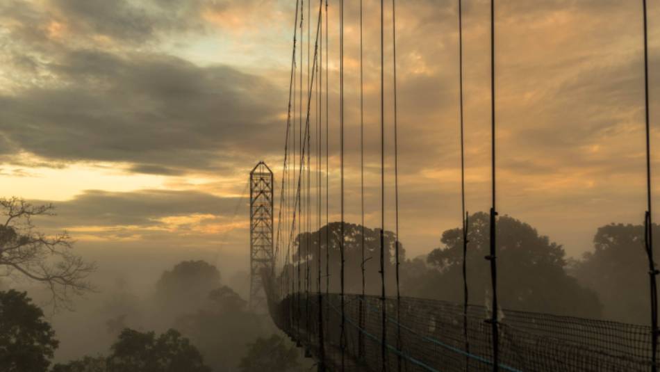 Spot dozens of animals high over the treetops in Ecuador