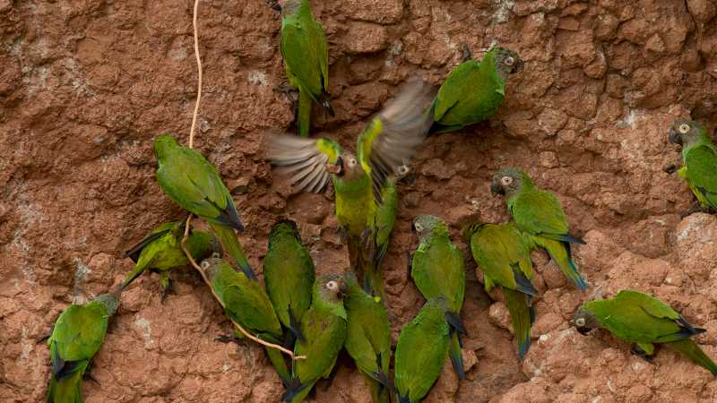 Witness majestic parrots flocking to eat of clay deposits
