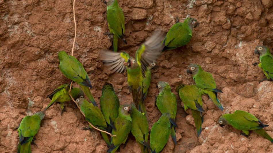 Witness majestic parrots flocking to eat of clay deposits