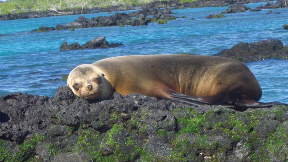 Galapagos fur seal enjoying the warm sunshine | Marta Ticha