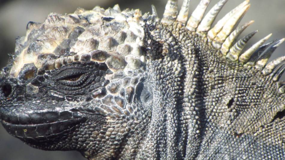 Up close with native marine Iguana | Marta Ticha