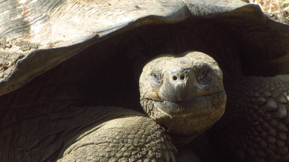 The giant Galapagos Turtle is native to the Galapagos Islands | Marta Ticha
