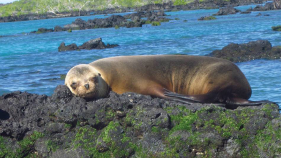 Galapagos fur seal enjoying the warm sunshine | Marta Ticha