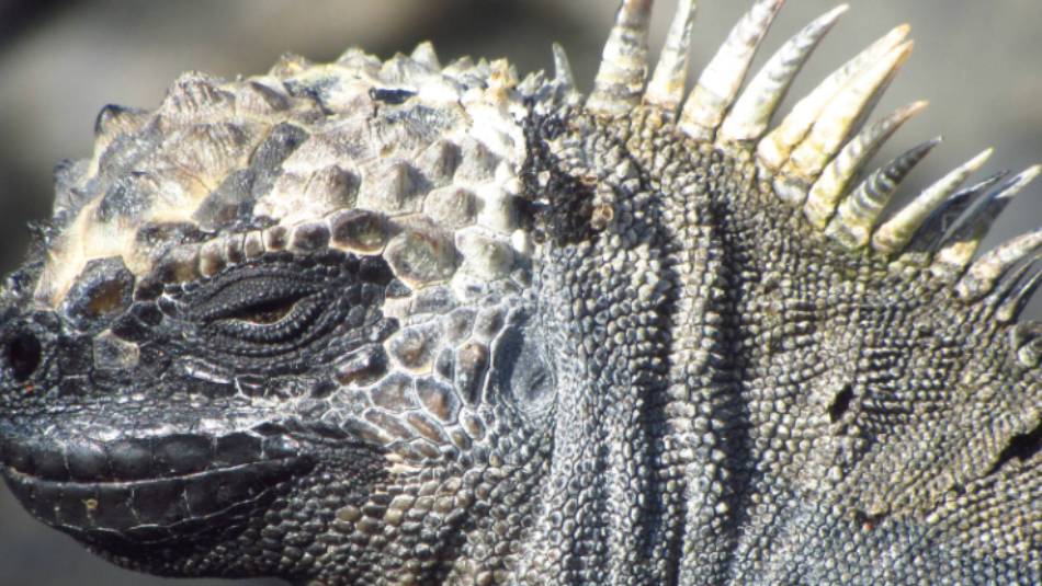 Up close with native marine Iguana | Marta Ticha