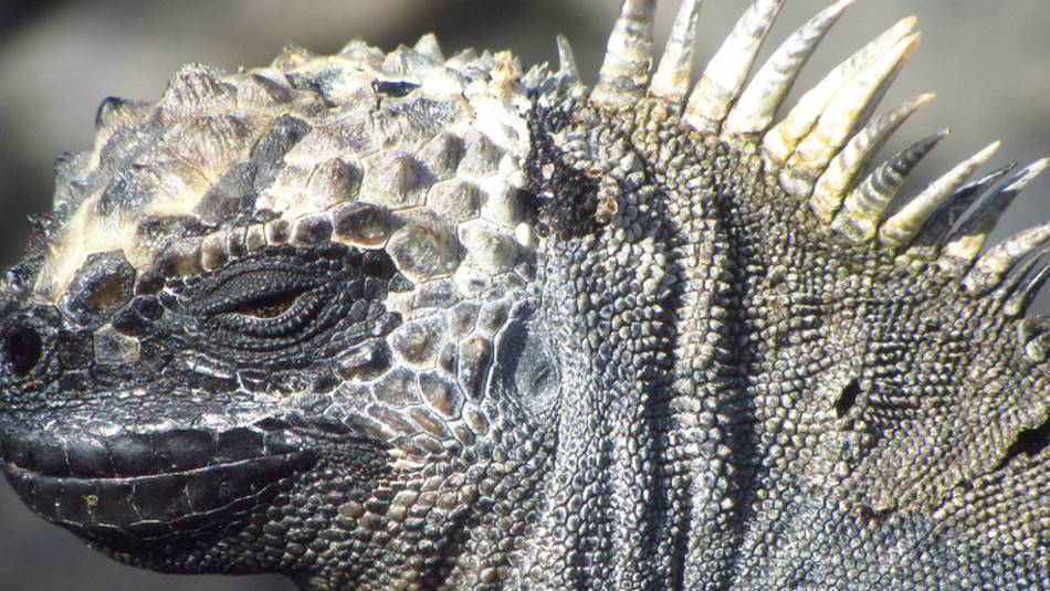 Up close with native marine Iguana | Marta Ticha