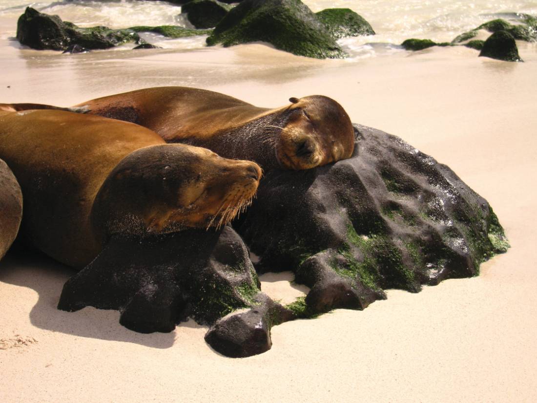 Sea lions resting, Galapagos Islands |  <i>Ian Cooper</i>