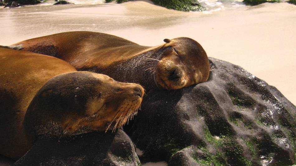 Sea lions resting, Galapagos Islands | Ian Cooper